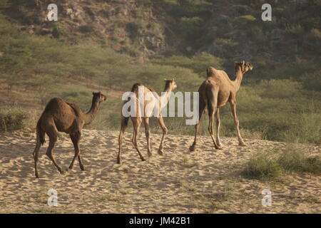 Gruppo di cammelli attraversando deserti sabbiosi presso l'annuale Fiera di Pushkar nel Rajasthan, India. Foto Stock