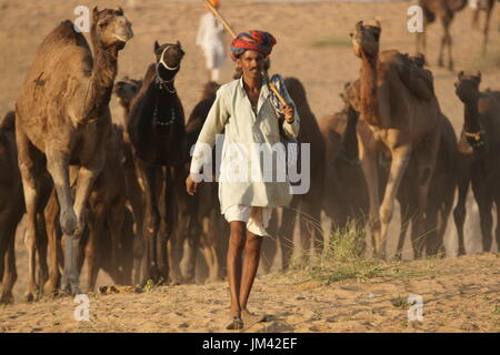 Camel herder guida un gruppo di cammelli nel deserto dopo aver frequentato l'annuale Fiera di Pushkar nel Rajasthan, India. Foto Stock
