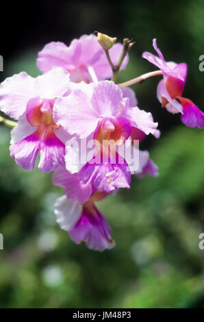Fiori viola Foto Stock