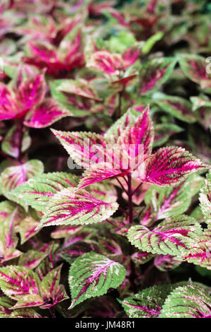 Pianta con foglie di colore viola Foto Stock