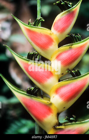 Fiori rossi Foto Stock