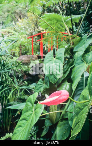 Fiore rosso in giardino Foto Stock