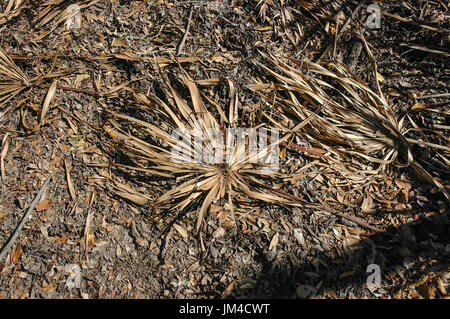 Seccata e lascia cadere da un Sabal Palm tree sul suolo della foresta a Oleno parco dello stato in North Central Florida. Foto Stock