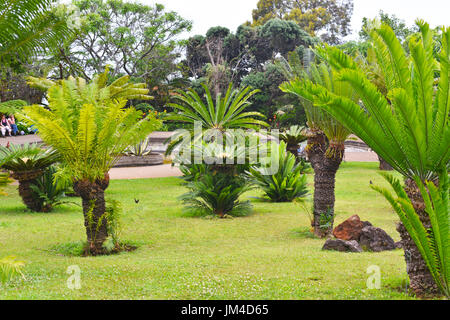 Big Palm tree fiore si trova a Madeira's Park. Foto Stock