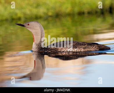 Red throated diver (Gavia stellata) all'alba su piccole lochan, Shetland, Regno Unito Foto Stock