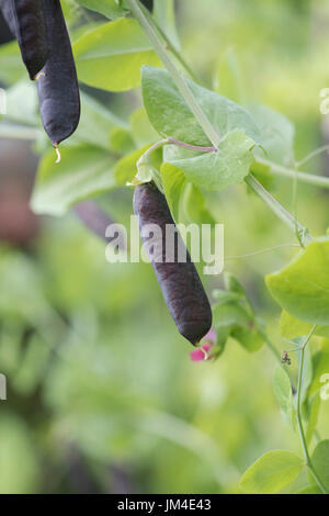 Pisum sativum. Purple Podded pea pod in un inglese un orto. Regno Unito Foto Stock