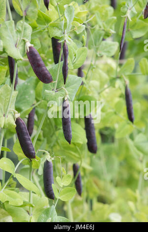 Pisum sativum. Purple Podded pea pod in un inglese un orto. Regno Unito Foto Stock