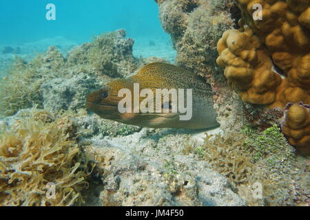 Una murena gigante, Gymnothorax javanicus, subacqueo nella laguna di Bora Bora, oceano pacifico, Polinesia Francese Foto Stock