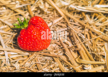 Mature raccolte fresche Fragole posa sulla massa di fieno Foto Stock