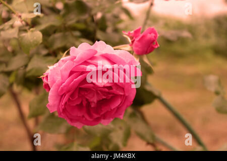 Rosa rosa nel sunlights. In stile vintage Foto Stock