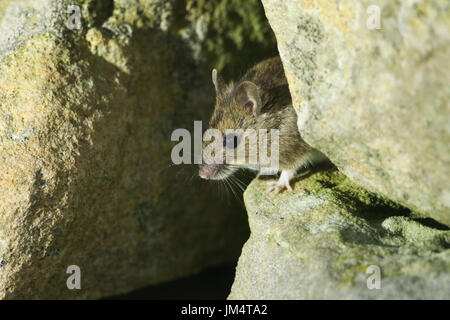 Un simpatico Wild Wood Mouse (Apodemus sylvaticus) inserimenti della testa al di fuori della sua casa in un muro di pietra sulle isole Orcadi, Scozia Foto Stock