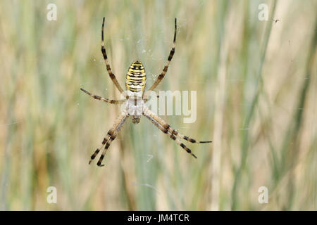 Un grazioso Wasp Spider (Argiope bruennichi) seduto sul suo web nell'erba lunga. Foto Stock