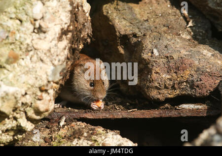 Un simpatico Bank Vole (Clethrionomys glareolus) seduti all'ingresso della sua casa in una parete di mangiare. Foto Stock