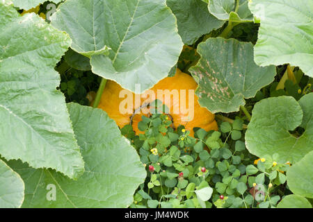 Close-up di grande squash in una patch vegetale Foto Stock