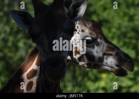 Madrid, Spagna. Xxv Luglio, 2017. Due rothschild giraffe raffigurato all zoo di Madrid. La Rothschild la giraffa (Giraffa camelopardalis rothschildi) è uno dei più in pericolo le popolazioni distinte di giraffe, con 1671 individui stimato nel selvaggio nel 2016. Credito: Jorge Sanz/Pacific Press/Alamy Live News Foto Stock