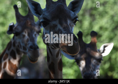 Madrid, Spagna. Xxv Luglio, 2017. Due rothschild giraffe raffigurato all zoo di Madrid. La Rothschild la giraffa (Giraffa camelopardalis rothschildi) è uno dei più in pericolo le popolazioni distinte di giraffe, con 1671 individui stimato nel selvaggio nel 2016. Credito: Jorge Sanz/Pacific Press/Alamy Live News Foto Stock