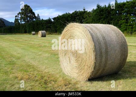 Strada di balle di fieno nel campo di fattoria Foto Stock