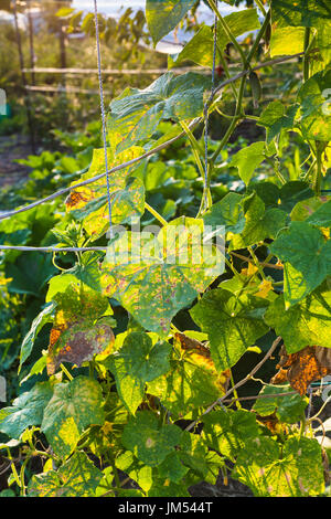 La piantagione di cetriolo danneggiato dall'acaro nel giardino estivo al tramonto nella Regione Krasnodar della Russia Foto Stock