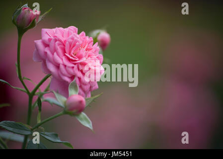 Piante e fiori su sfondo sfocato Foto Stock