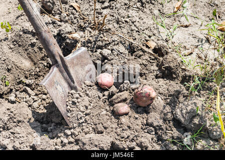 Scavare il raccolto di patate dalla pala in giardino nella stagione estiva nella Regione Krasnodar della Russia Foto Stock