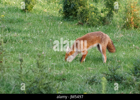 Una volpe, rovistando nel campo da casa mia. Foto Stock
