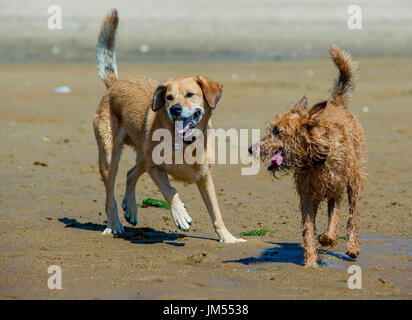 Felice cani running free la riproduzione di scorazzare sulla spiaggia in acqua poco profonda e piacevole Provincetown, MA Foto Stock