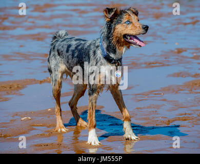 Fantastico blu eyed pastore australiano cane che corre attraverso il fondale basso sulla spiaggia aria intermedia Foto Stock