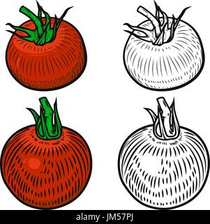 Set di pomodori isolati su sfondo bianco. Gli elementi di design per il logo, l'etichetta, emblema, poster, menu. Illustrazione Vettoriale Illustrazione Vettoriale