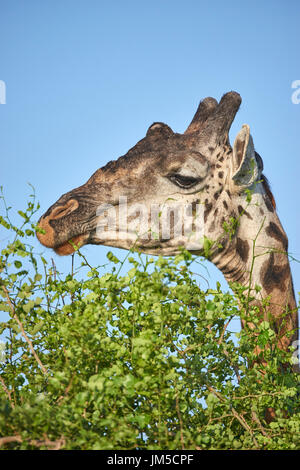 Maschio Adule Masai giraffe (Giraffa tippelskirchi) mangiare esce da un treetop tree top. Copia dello spazio. Foto Stock