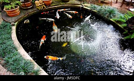 Colorate di carpe di fantasia o di pesci koi pesce nello stagno rendere bellissimo paesaggio. Foto Stock