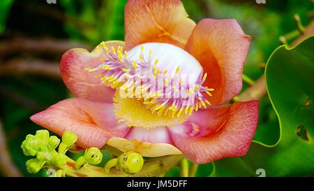 Un bel colore arancione cannonball flower close up Foto Stock