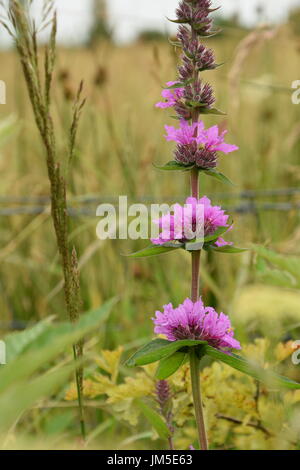 Inflorence della purple loosestrife (Lythrum salicaria) sul prato Foto Stock