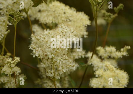 Primo piano sul olmaria (Filipendula ulmaria) Fiori Foto Stock