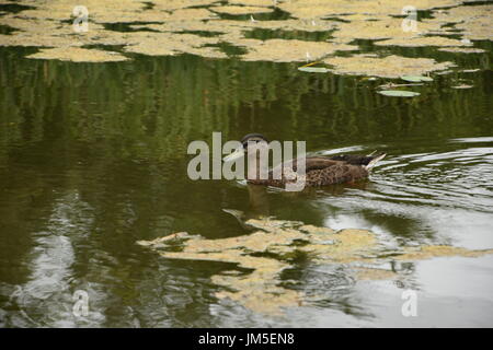 Femmina Mallard duck sul lago nel West Ireland Foto Stock
