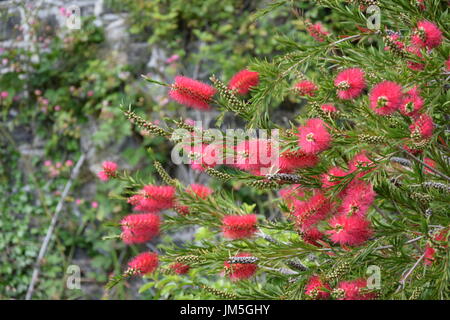 Fiori di colore rosso del limone scovolino da bottiglia (Melaleuca citrina) sull'arbusto Foto Stock