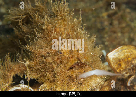 Muck diving, Lembeh Straits, Indonesia Foto Stock