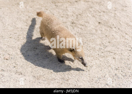 Sud Americana coati, o anello-tailed coati (Nasua nasua) Foto Stock