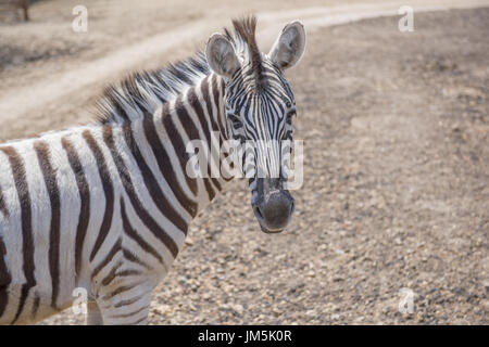 Chapman's Zebra (Equus quagga chapmani) Foto Stock