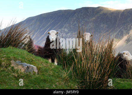 Herdwick pecore nel Lake District inglese, Wasdale, Cumbria Foto Stock