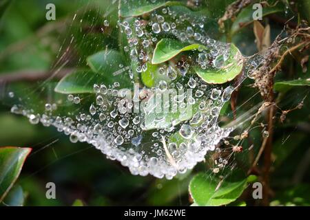 Gocce di rugiada su una tela di ragno Foto Stock