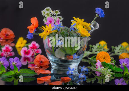 Erbe naturali e selezione di fiori utilizzati in medicina di erbe su nero Foto Stock