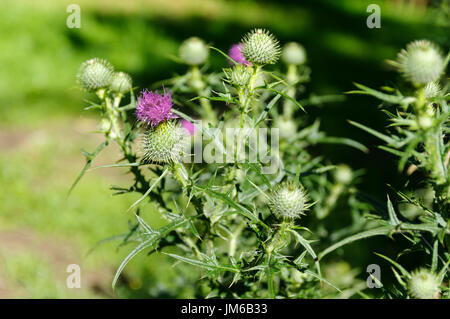 Spear thistle; Cirsium vulgare - Polonia, Slesia Foto Stock