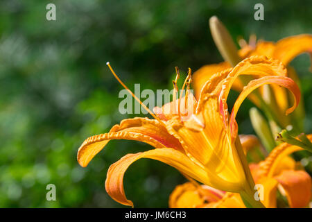 Due tiger daylilies in un fiore garded di crogiolarvi al sole su un giorno d'estate. Foto Stock