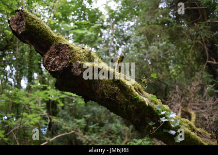 Caduta di tronchi di alberi coperti di muschio nei boschi di Irlanda Foto Stock