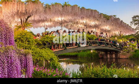 Tochigi, Giappone - 05 Maggio 2017 - i turisti scattare foto sul bianco glicine ponte trellis al tramonto a Ashikaga parco floreale, Tochigi, Giappone, Asia Foto Stock