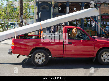 Un carrello guida lungo una strada con un cane appeso fuori dalla finestra. Foto Stock