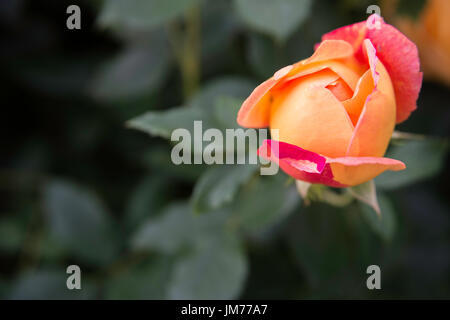 Macro fotografia fiore shot giardino di rose in stretta dettaglio adottate nel Regno Unito Foto Stock