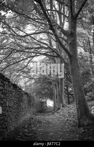 Una fotografia in bianco e nero di scena del bosco di campagna circondata da grande albero. Orrest Trail Head, REGNO UNITO Foto Stock