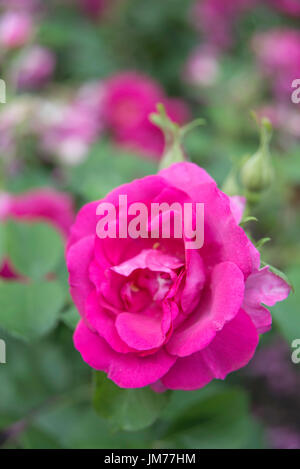 Macro fotografia fiore shot giardino di rose in stretta dettaglio adottate nel Regno Unito Foto Stock