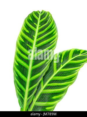 Calathea Zebrina leaf isolati su sfondo bianco Foto Stock